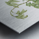 Pink apple rose in bloom Metal print