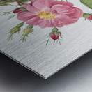 Pink roses in bloom Metal print