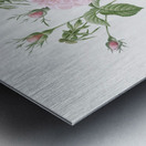 Pink agatha rose Metal print