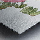 Pink french rose Metal print