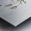 Pink bourbon roses Metal print