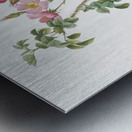 Prickly sweet briar roses Metal print