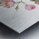 Pink roses in bloom Metal print