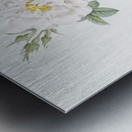 Blooming white rose Metal print