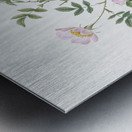 Pink hedge rose in bloom Metal print