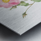 Vintage cabbage rose poster Metal print