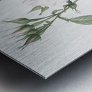 Blooming autumn damask rose Metal print