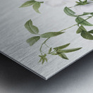 Blooming white roses Metal print