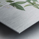 Vintage Lady Banks rose Metal print