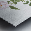 Blooming pink rosebush Impression metal