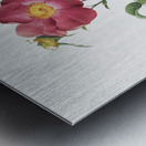 Stapelia rose in bloom Metal print