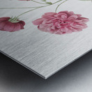 Vintage china rose Metal print