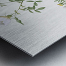 Vintage hedge rose Metal print