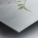 White rose of york in bloom Metal print