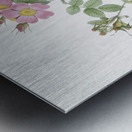 Pink sweetbriar roses Metal print