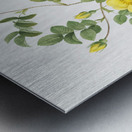 Yellow sweetbriar rose Metal print