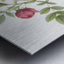 Yellow sweetbriar rose Metal print