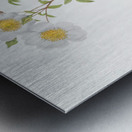 White climbing rose Impression metal