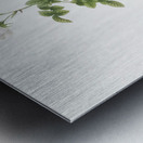 White sweetbriar rose Metal print