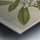 Sarah Featon 031 Metal print