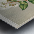 Sarah Featon 005 Metal print