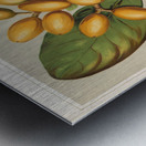 Sarah Featon 020 Metal print