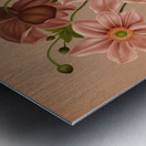 Album van Eeden : Haarlems flora : 1872-1881 Metal print