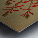 Album van Eeden : Haarlems flora : 1872-1881 Metal print