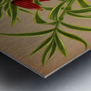 Album van Eeden : Haarlems flora : 1872-1881 Metal print