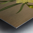 Album van Eeden : Haarlems flora : 1872-1881 Metal print