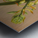 Album van Eeden : Haarlems flora : 1872-1881 Metal print