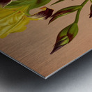 Album van Eeden : Haarlems flora : 1872-1881 Metal print