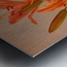 Album van Eeden : Haarlems flora : 1872-1881 Metal print