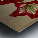 Album van Eeden : Haarlems flora : 1872-1881 Metal print