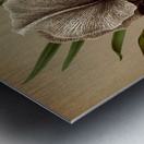 Album van Eeden : Haarlems flora : 1872-1881 Metal print