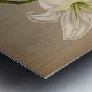 Album van Eeden : Haarlems flora : 1872-1881 Metal print