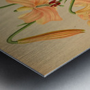 Album van Eeden : Haarlems flora : 1872-1881 Metal print