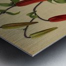 Album van Eeden : Haarlems flora : 1872-1881 Metal print