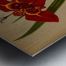 Album van Eeden : Haarlems flora : 1872-1881 Metal print