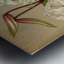 Album van Eeden : Haarlems flora : 1872-1881 Metal print