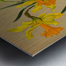 Album van Eeden : Haarlems flora : 1872-1881 Metal print