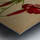 Album van Eeden : Haarlems flora : 1872-1881 Metal print