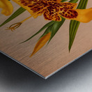 Album van Eeden : Haarlems flora : 1872-1881 Metal print