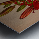 Album van Eeden : Haarlems flora : 1872-1881 Metal print