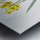 Daffodil illustration  Metal print