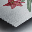 Hippeastrum illustration  Metal print