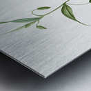 Flame lily illustration  Metal print