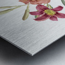 Orange day lily illustration  Metal print