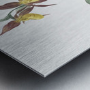 Lady slipper orchid illustration  Metal print