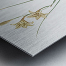 Lady slipper orchid illustration  Metal print